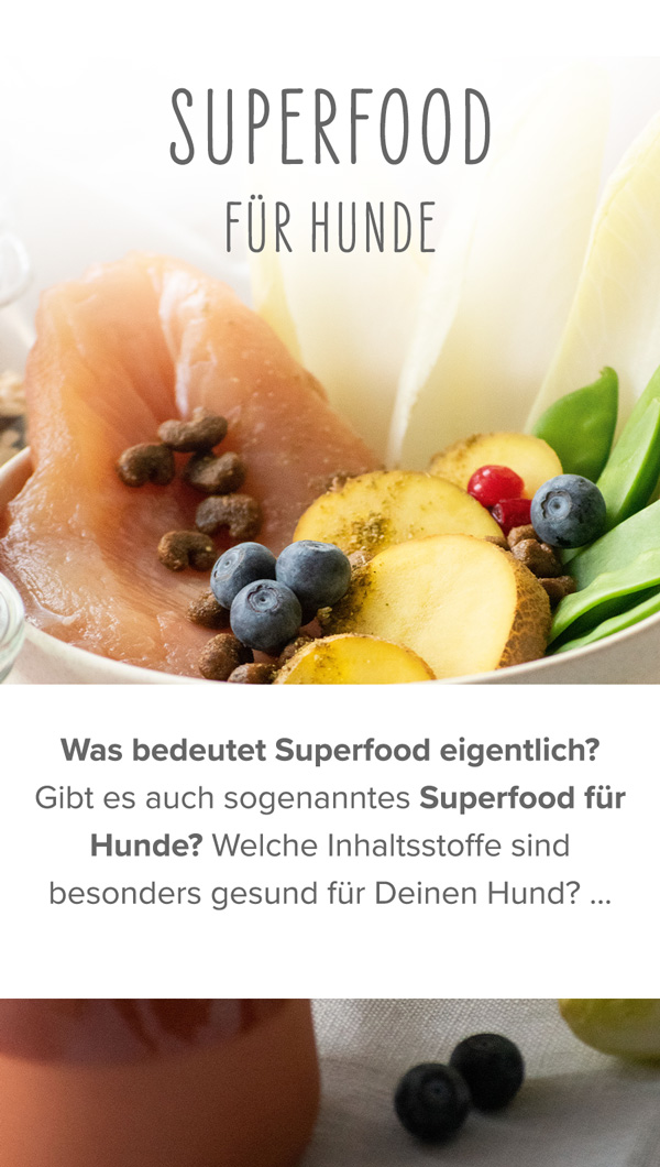 Ratgeber Superfood Hunde