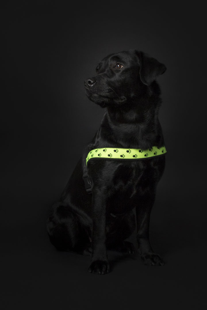 PERRO Norweger Geschirr