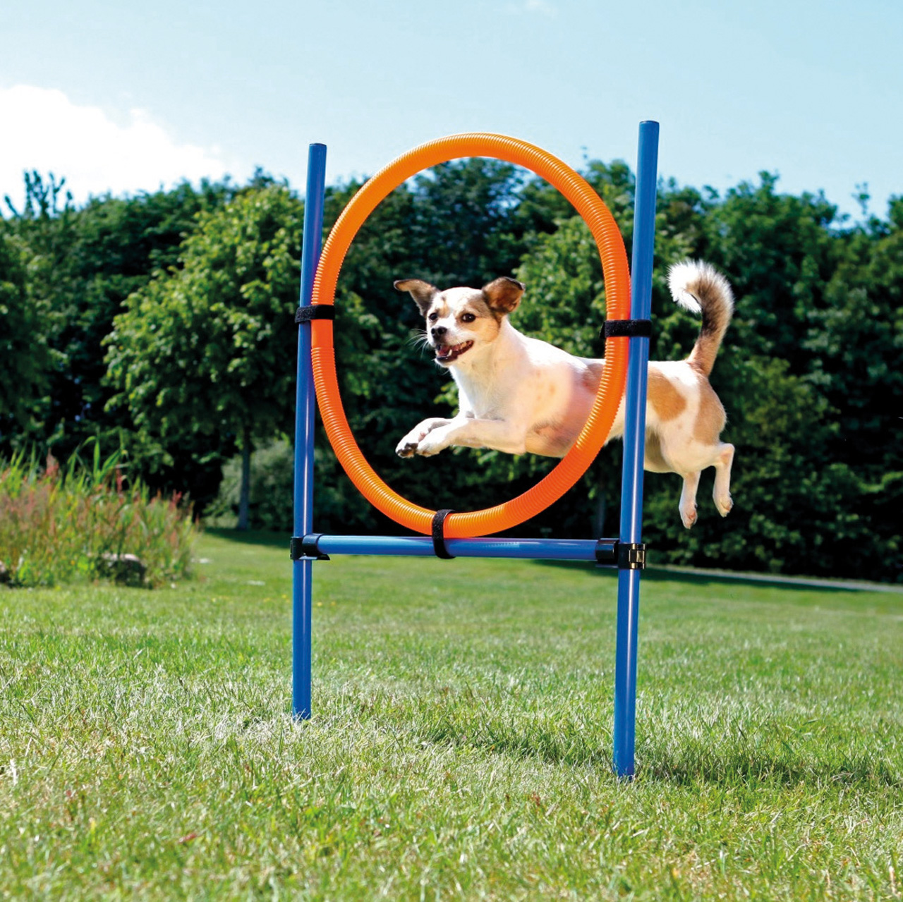 Dog Activity Agility Ring