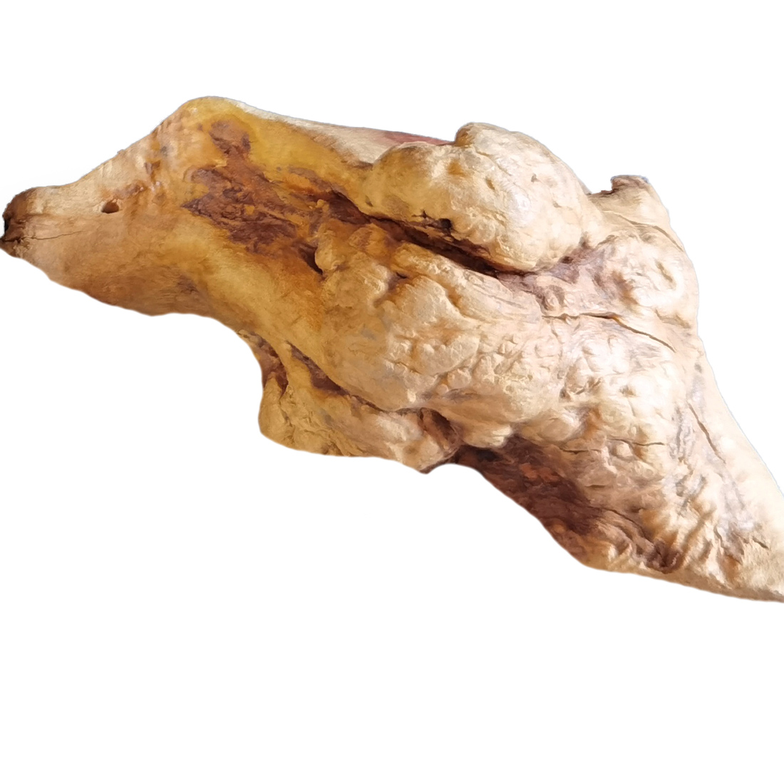 Kauwurzel Torgas