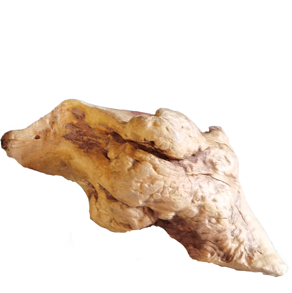 Kauwurzel Torgas