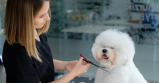 Education & training dog groomer