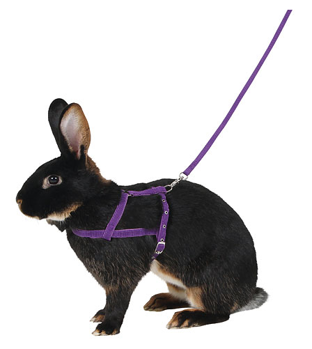 Schultergeschirr Agility mit Leine