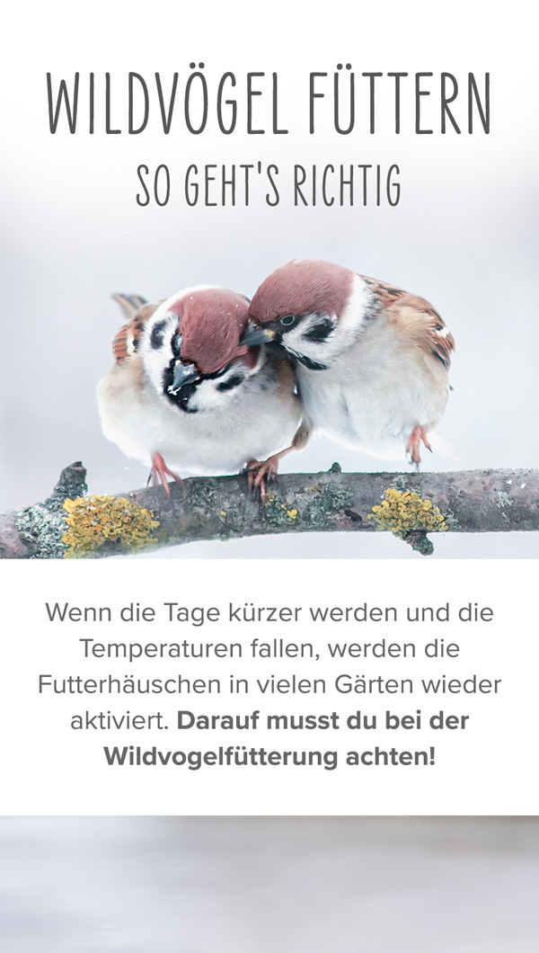 Ratgeber Vögel