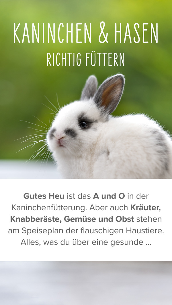 Ratgeber Kaninchen und Hasenfutter