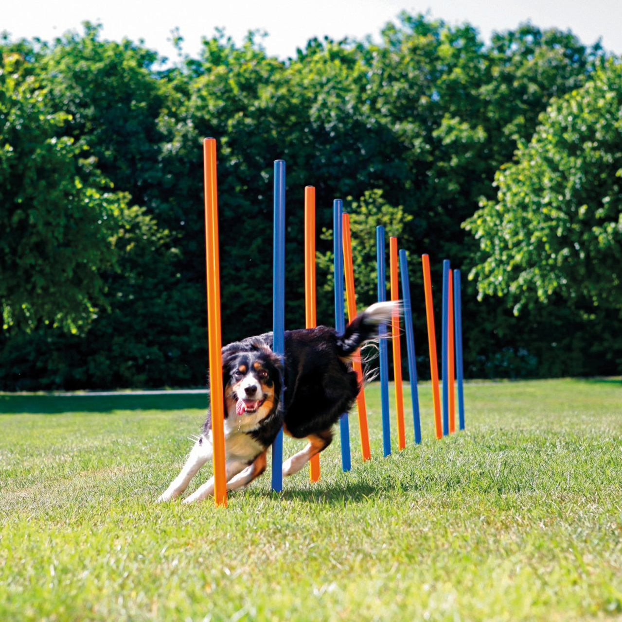 Dog Activity Agility Slalom